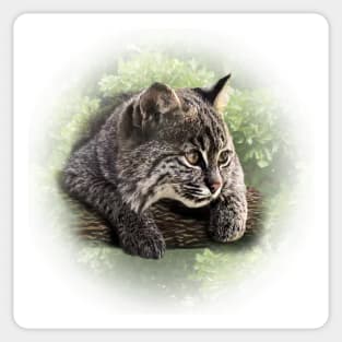 Bobcat cub Sticker